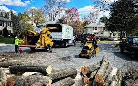Best Stump Grinding and Removal  in Plainview, TN