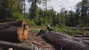 Tree and Shrub Care in Plainview, TN