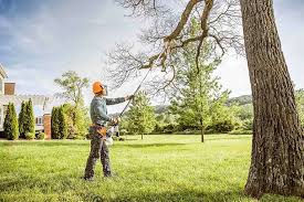 Best Organic Lawn Care Solutions  in Plainview, TN