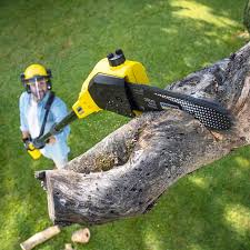 Best Storm Damage Tree Cleanup  in Plainview, TN