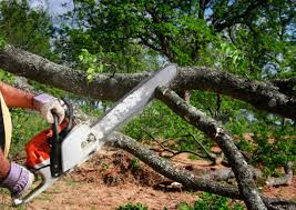 Best Lawn Renovation and Restoration  in Plainview, TN