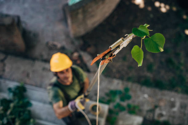 Best Arborist Consultation Services  in Plainview, TN