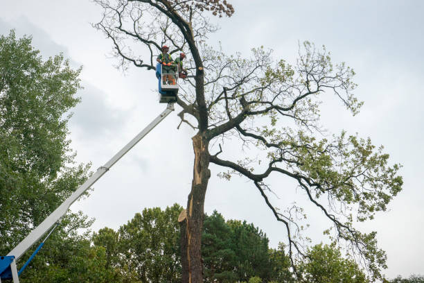 Best Root Management and Removal  in Plainview, TN