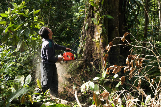 Best Tree Preservation Services  in Plainview, TN