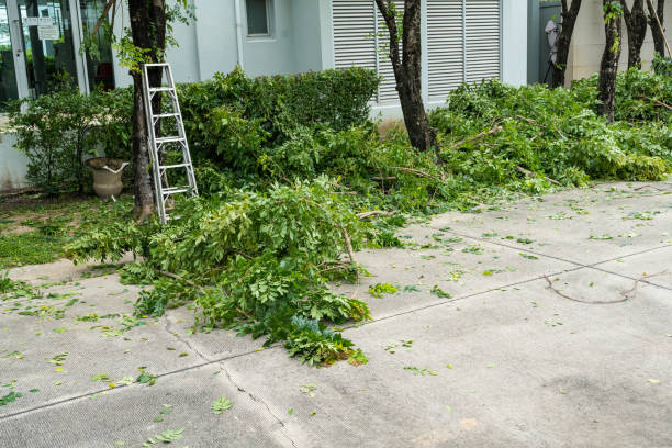 Best Tree Risk Assessment  in Plainview, TN