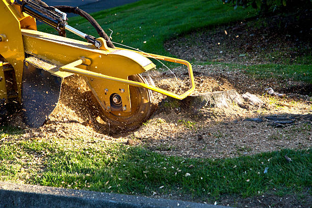 Trusted Plainview, TN Tree Removal Experts