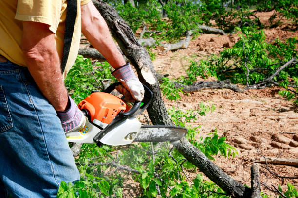 Best Tree Cabling and Bracing  in Plainview, TN